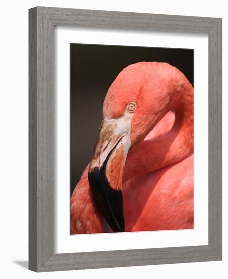 Chilean Flamingo-Adam Jones-Framed Photographic Print