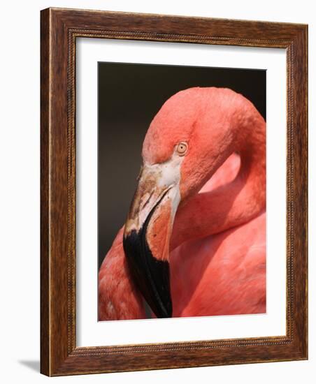 Chilean Flamingo-Adam Jones-Framed Photographic Print