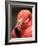 Chilean Flamingo-Adam Jones-Framed Photographic Print