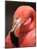 Chilean Flamingo-Adam Jones-Mounted Photographic Print