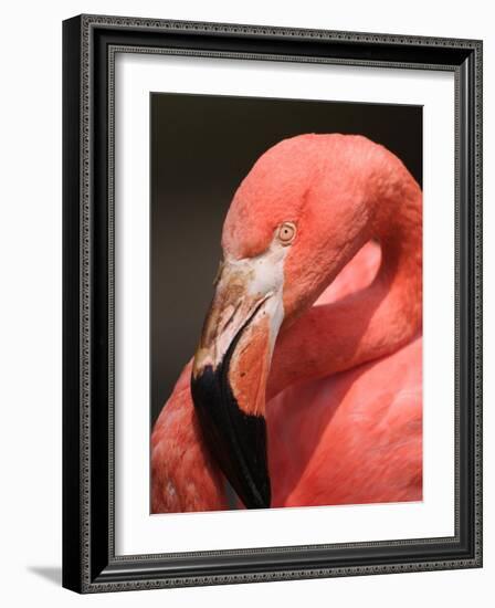 Chilean Flamingo-Adam Jones-Framed Photographic Print