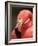 Chilean Flamingo-Adam Jones-Framed Photographic Print