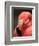 Chilean Flamingo-Adam Jones-Framed Photographic Print