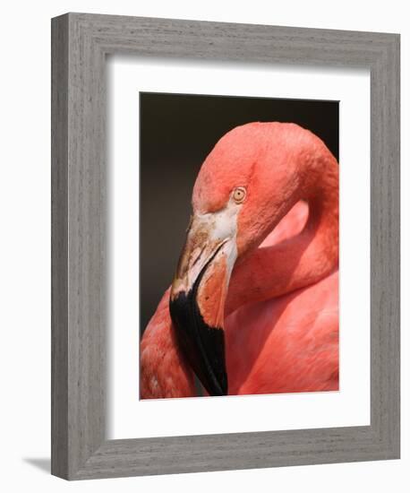 Chilean Flamingo-Adam Jones-Framed Photographic Print