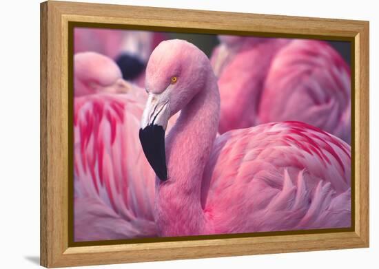 Chilean Flamingo-Jeff McGraw-Framed Premier Image Canvas