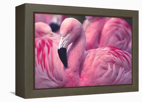 Chilean Flamingo-Jeff McGraw-Framed Premier Image Canvas