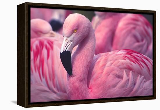 Chilean Flamingo-Jeff McGraw-Framed Premier Image Canvas