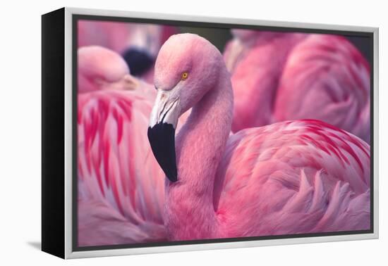Chilean Flamingo-Jeff McGraw-Framed Premier Image Canvas