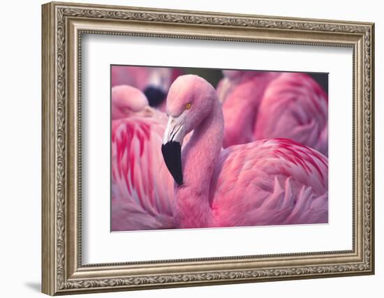 Chilean Flamingo-Jeff McGraw-Framed Photographic Print