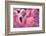 Chilean Flamingo-Jeff McGraw-Framed Photographic Print