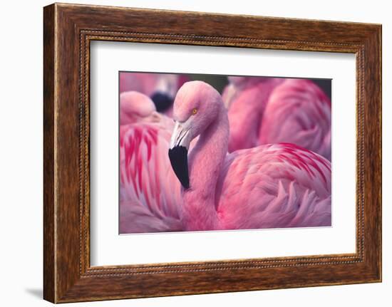 Chilean Flamingo-Jeff McGraw-Framed Photographic Print