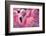 Chilean Flamingo-Jeff McGraw-Framed Photographic Print