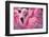 Chilean Flamingo-Jeff McGraw-Framed Photographic Print