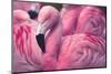 Chilean Flamingo-Jeff McGraw-Mounted Photographic Print