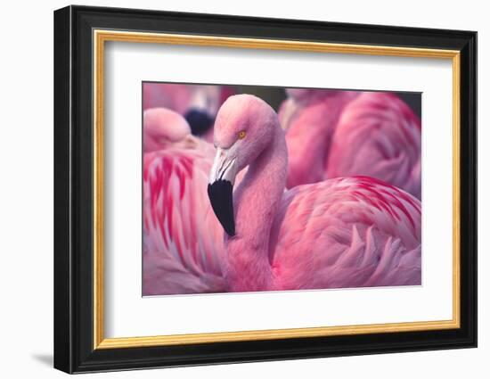 Chilean Flamingo-Jeff McGraw-Framed Photographic Print