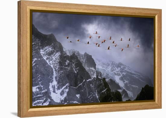 Chilean Flamingos (Phoenicopterus Chilensis) in Flight over Mountain Peaks, Chile-Ben Hall-Framed Premier Image Canvas