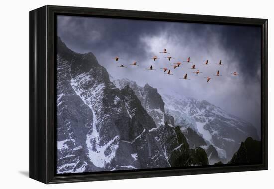 Chilean Flamingos (Phoenicopterus Chilensis) in Flight over Mountain Peaks, Chile-Ben Hall-Framed Premier Image Canvas