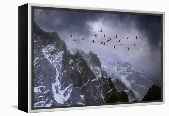 Chilean Flamingos (Phoenicopterus Chilensis) in Flight over Mountain Peaks, Chile-Ben Hall-Framed Premier Image Canvas