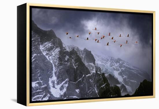 Chilean Flamingos (Phoenicopterus Chilensis) in Flight over Mountain Peaks, Chile-Ben Hall-Framed Premier Image Canvas