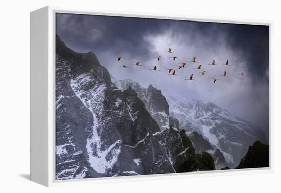 Chilean Flamingos (Phoenicopterus Chilensis) in Flight over Mountain Peaks, Chile-Ben Hall-Framed Premier Image Canvas