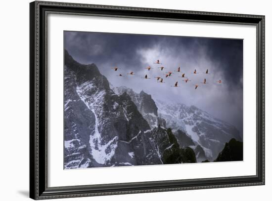 Chilean Flamingos (Phoenicopterus Chilensis) in Flight over Mountain Peaks, Chile-Ben Hall-Framed Photographic Print