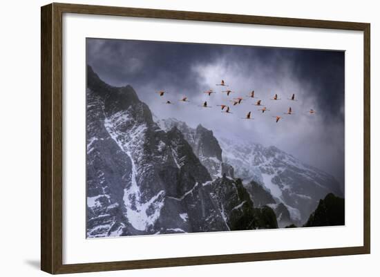 Chilean Flamingos (Phoenicopterus Chilensis) in Flight over Mountain Peaks, Chile-Ben Hall-Framed Photographic Print