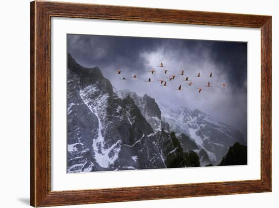 Chilean Flamingos (Phoenicopterus Chilensis) in Flight over Mountain Peaks, Chile-Ben Hall-Framed Photographic Print