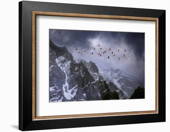 Chilean Flamingos (Phoenicopterus Chilensis) in Flight over Mountain Peaks, Chile-Ben Hall-Framed Photographic Print