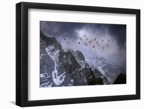 Chilean Flamingos (Phoenicopterus Chilensis) in Flight over Mountain Peaks, Chile-Ben Hall-Framed Photographic Print