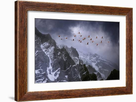 Chilean Flamingos (Phoenicopterus Chilensis) in Flight over Mountain Peaks, Chile-Ben Hall-Framed Photographic Print