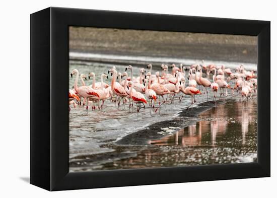 Chilean flamingos (Phoenicopterus chilensis) in Torres del Paine National Park, Patagonia, Chile, S-Alex Robinson-Framed Premier Image Canvas