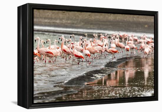 Chilean flamingos (Phoenicopterus chilensis) in Torres del Paine National Park, Patagonia, Chile, S-Alex Robinson-Framed Premier Image Canvas