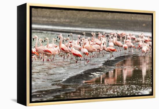 Chilean flamingos (Phoenicopterus chilensis) in Torres del Paine National Park, Patagonia, Chile, S-Alex Robinson-Framed Premier Image Canvas