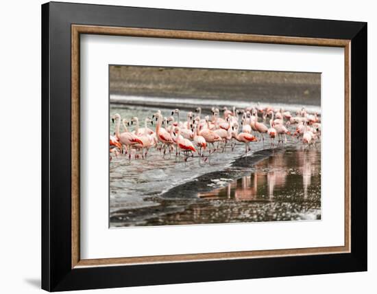 Chilean flamingos (Phoenicopterus chilensis) in Torres del Paine National Park, Patagonia, Chile, S-Alex Robinson-Framed Photographic Print