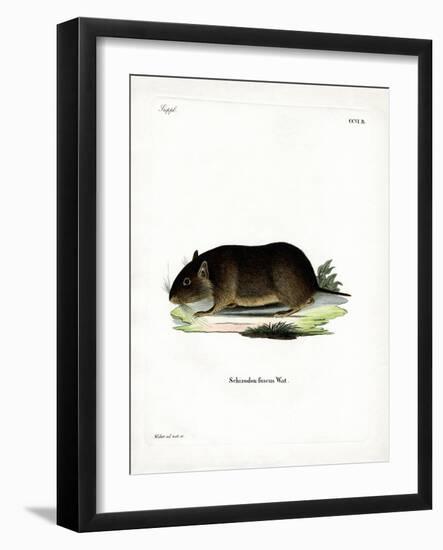 Chilean Rock Rat-null-Framed Giclee Print