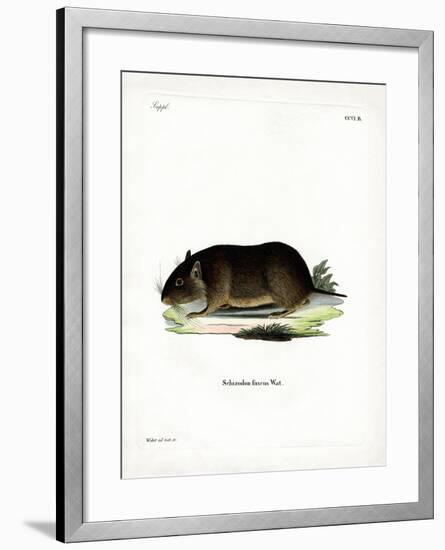 Chilean Rock Rat-null-Framed Giclee Print