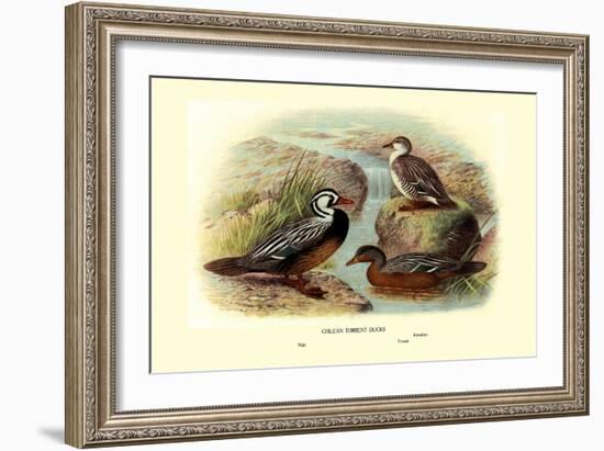 Chilean Torrent Ducks-Henrick Gronvold-Framed Art Print