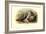 Chilean Torrent Ducks-Henrick Gronvold-Framed Art Print