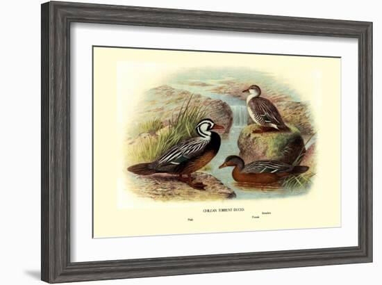 Chilean Torrent Ducks-Henrick Gronvold-Framed Art Print