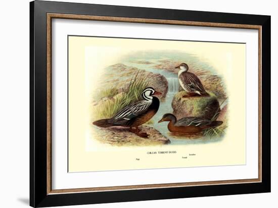 Chilean Torrent Ducks-Henrick Gronvold-Framed Art Print