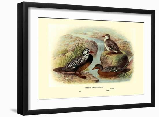 Chilean Torrent Ducks-Henrick Gronvold-Framed Art Print