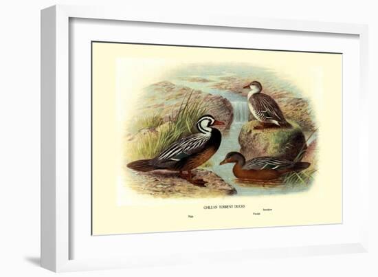 Chilean Torrent Ducks-Henrick Gronvold-Framed Art Print