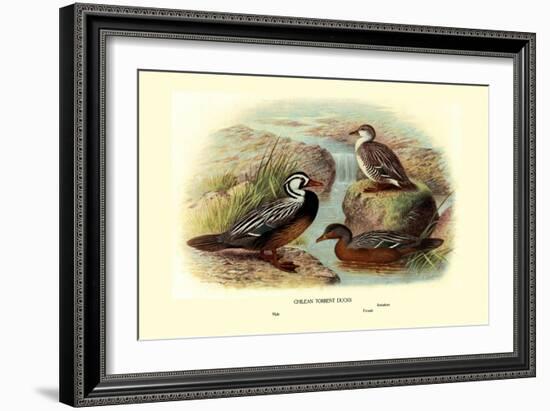 Chilean Torrent Ducks-Henrick Gronvold-Framed Art Print