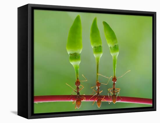 Chili Cilider Team-Yahya Taufikurrahman-Framed Premier Image Canvas