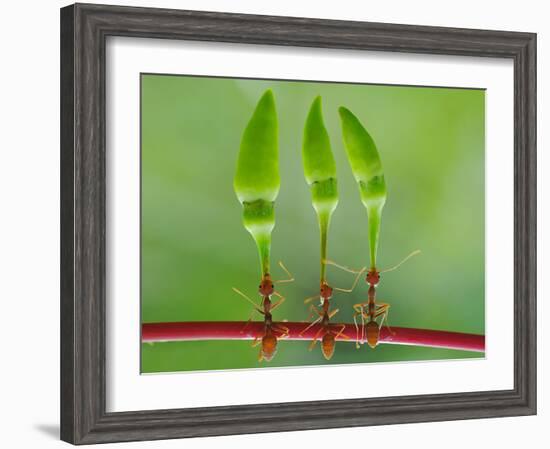 Chili Cilider Team-Yahya Taufikurrahman-Framed Photographic Print