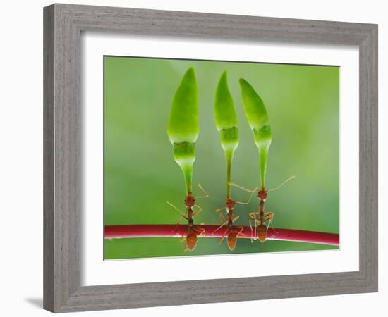 Chili Cilider Team-Yahya Taufikurrahman-Framed Photographic Print