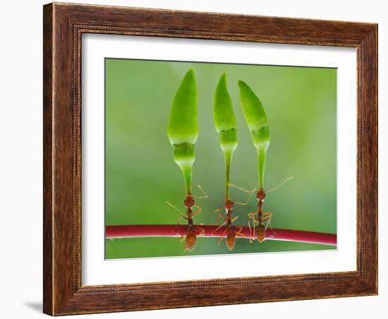 Chili Cilider Team-Yahya Taufikurrahman-Framed Photographic Print