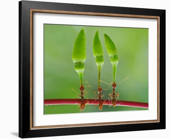 Chili Cilider Team-Yahya Taufikurrahman-Framed Photographic Print