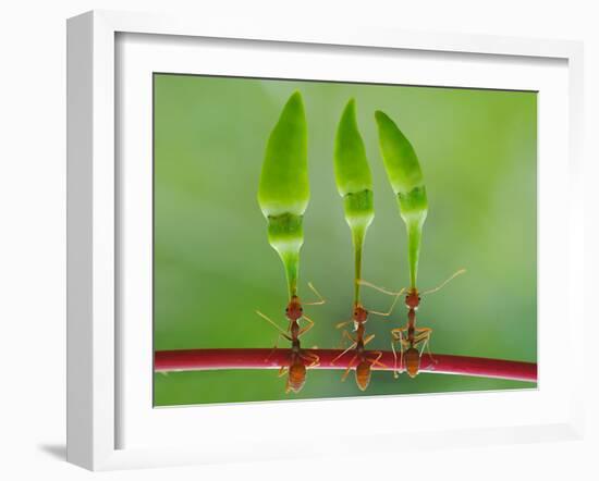 Chili Cilider Team-Yahya Taufikurrahman-Framed Photographic Print