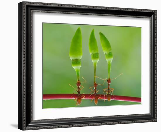 Chili Cilider Team-Yahya Taufikurrahman-Framed Photographic Print